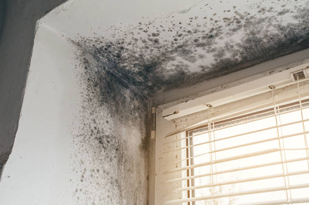 Affordable Bathroom Mold Removal solutions in Fulton, TX